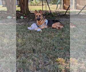 Bucky - COMING SOON! - Male German Shepherd Dog Dog for Adoption - Photo #5