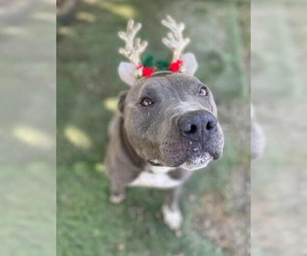 Medium Photo #2 American Pit Bull Terrier-Unknown Mix Puppy For Sale in Ventura, CA, USA