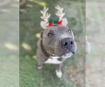Small #1 American Pit Bull Terrier Mix