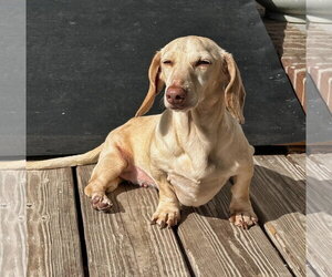 Luna in KY - Female Dachshund Dog for Adoption - Photo #7