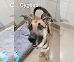 Small #1 German Shepherd Dog