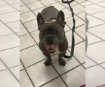 Small Photo #29 French Bulldog Puppy For Sale in LAS VEGAS, NV, USA