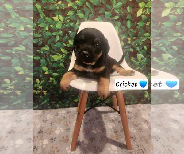 Medium Photo #3 Coonhound-Unknown Mix Puppy For Sale in Clinton , MI, USA