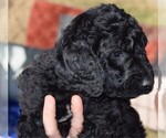 Small #1 Goldendoodle