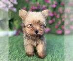 Small #19 Yorkshire Terrier