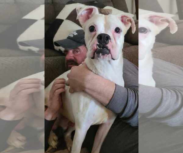 Medium Photo #18 Boxer-Unknown Mix Puppy For Sale in Minneapolis, MN, USA