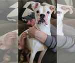 Small #17 Boxer Mix