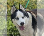 Small #2 Siberian Husky