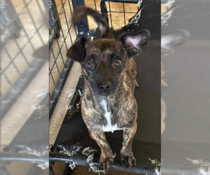 Chihuahua-Unknown Mix Dogs for adoption in Cranston, RI, USA