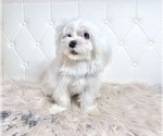 Small Photo #11 Maltese Puppy For Sale in HAYWARD, CA, USA