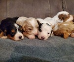 Small #1 Bernedoodle (Miniature)