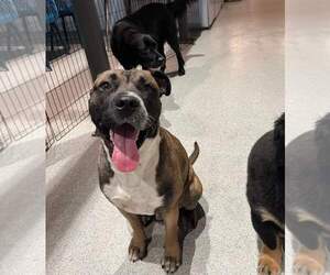Kobe - Male Boxer-Unknown Mix Dog for Adoption - Photo #38