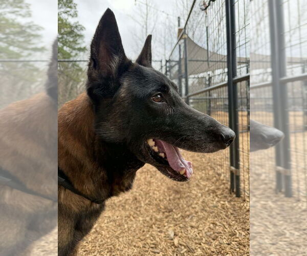 Medium Photo #2 Mutt Puppy For Sale in Imlay City, MI, USA