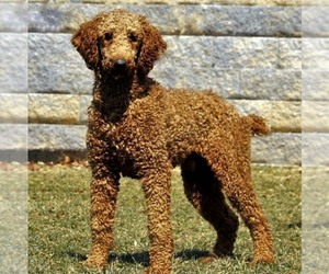 Father of the Goldendoodle puppies born on 04/12/2024