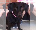 Small #1 Dachshund Mix