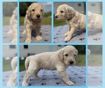 Puppy Justice Goldendoodle
