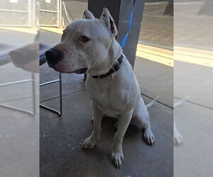 American Staffordshire Terrier-Unknown Mix Dogs for adoption in Tallahassee, FL, USA