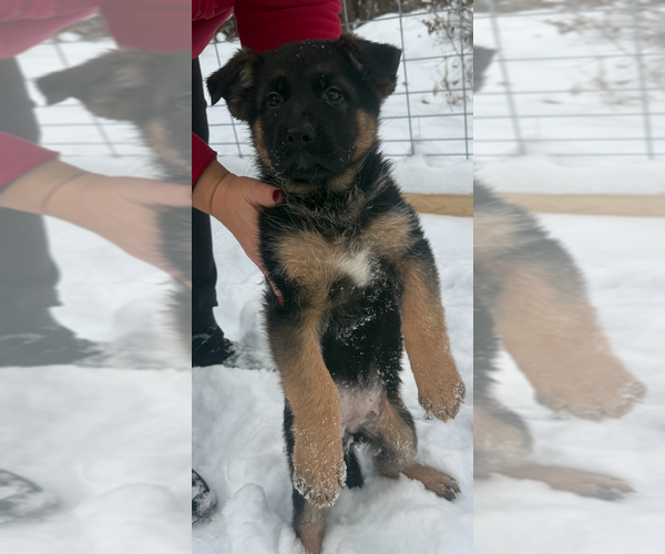 Medium Photo #5 German Shepherd Dog Puppy For Sale in MINNETONKA, MN, USA