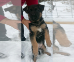 Small #4 German Shepherd Dog
