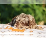 Small #19 ShihPoo