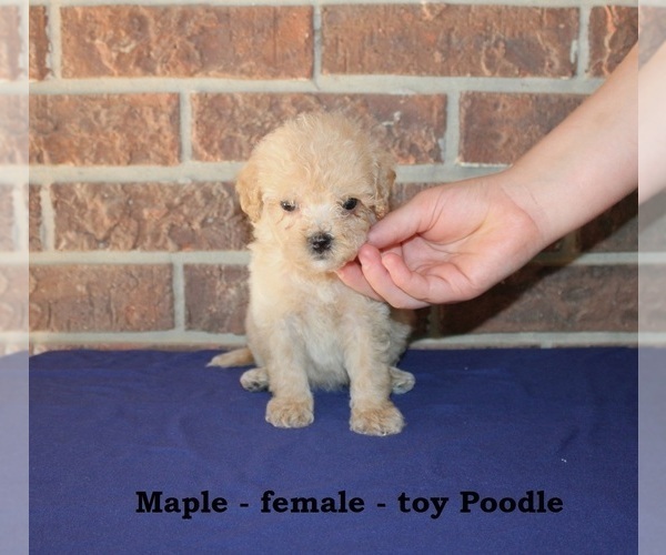 Medium Photo #3 Poodle (Toy) Puppy For Sale in CLARKRANGE, TN, USA
