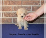 Small #2 Poodle (Toy)