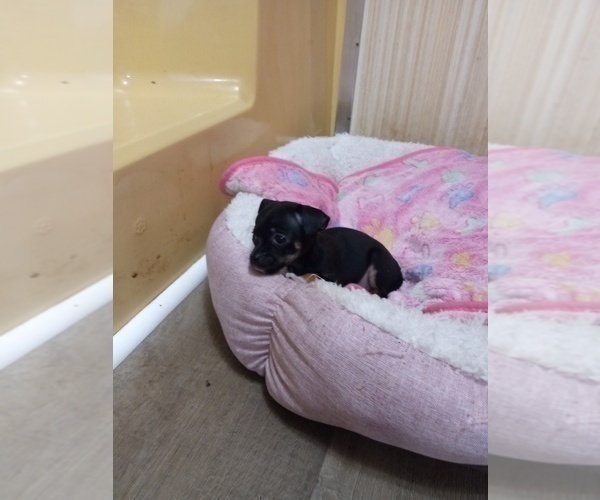 Medium Photo #10 Chihuahua Puppy For Sale in SHALLOTTE, NC, USA