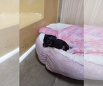 Small Photo #10 Chihuahua Puppy For Sale in SHALLOTTE, NC, USA