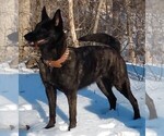 Small Photo #1 Dutch Shepherd Dog Puppy For Sale in BELMONT, NY, USA