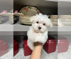 Morkie Puppy for sale in FORT WORTH, TX, USA