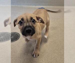 Mutt Dogs for adoption in Decatur, IL, USA