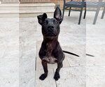 Small #18 American Pit Bull Terrier Mix