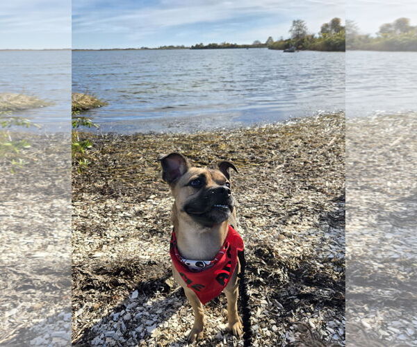 Medium Photo #5 Pug-Unknown Mix Puppy For Sale in Wakefield, RI, USA