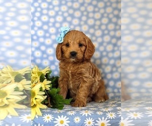 Goldendoodle (Miniature) Puppy for sale in QUARRYVILLE, PA, USA