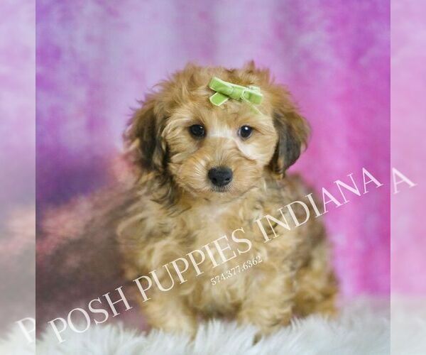 Medium Photo #5 YorkiePoo Puppy For Sale in WARSAW, IN, USA