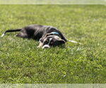 Small #6 American Pit Bull Terrier Mix