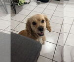 Small #5 Cocker Spaniel