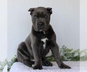 Cane Corso Puppy for sale in HONEY BROOK, PA, USA