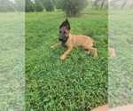 Small Photo #11 Belgian Malinois Puppy For Sale in CHESNEE, SC, USA