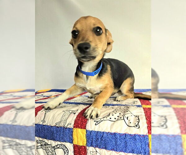 Medium Photo #32 Doxle Puppy For Sale in Sebec, ME, USA