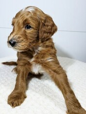 Goldendoodle Puppy for sale in BRANDON, MS, USA