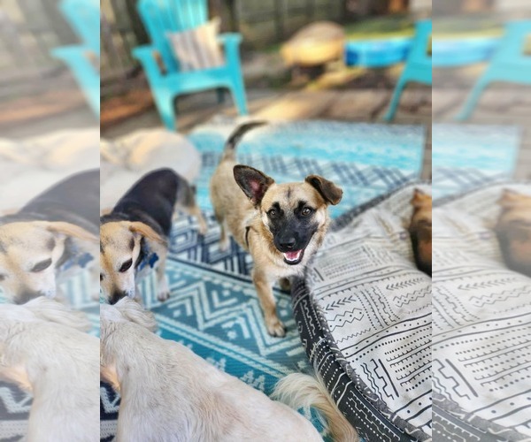Medium Photo #8 Chi-Corgi Puppy For Sale in Fultonham, NY, USA