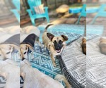 Small #7 Chi-Corgi