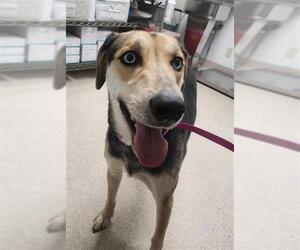 Siberian Husky Dogs for adoption in Bakersfield, CA, USA