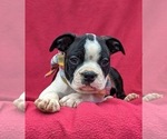 Small Photo #9 Boston Terrier Puppy For Sale in NARVON, PA, USA
