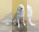 Small #2 Great Pyrenees