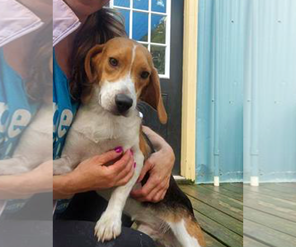 Medium Photo #6 Beagle Puppy For Sale in Murfreesboro, NC, USA