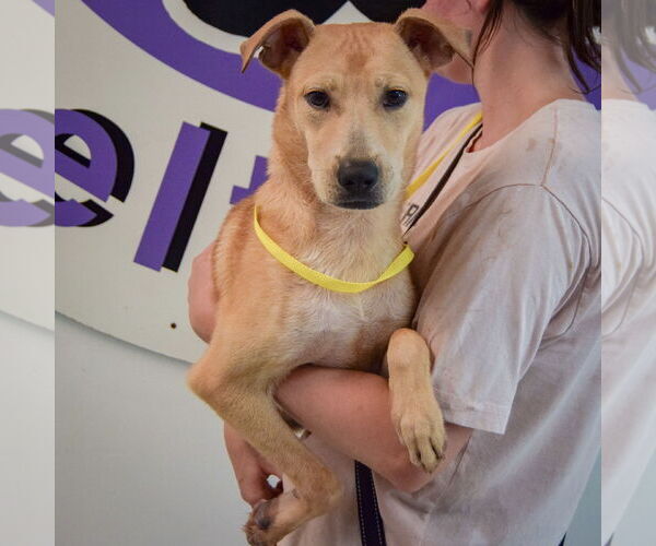 Medium Photo #3 Black Mouth Cur-Unknown Mix Puppy For Sale in Huntley, IL, USA