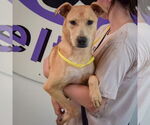 Small #2 Black Mouth Cur Mix