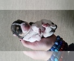Small Photo #10 Schnauzer (Miniature) Puppy For Sale in LEESBURG, VA, USA
